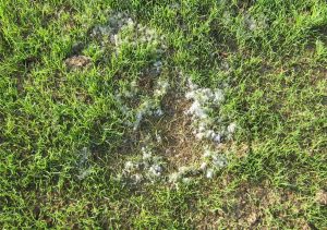 Natural Grass Problems: Fungus and Moss