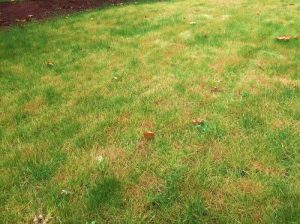 10 Problems You Will Avoid With Artificial Grass!