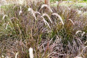 Natural Grass Problems: Weeds